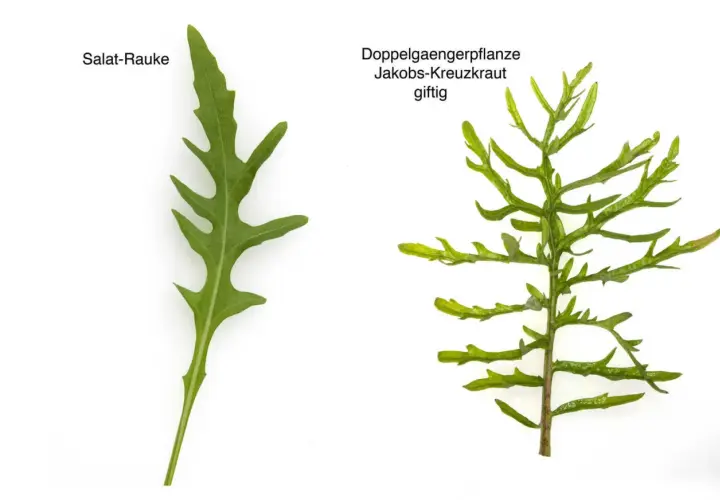 Salat-Rauke und giftiges Jakobskreuzkraut: Verwechslungsgefahr bei der Ernte. Achten Sie auf die Blattstruktur.