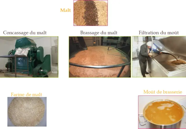 Le malt frais est concassé, brassé, puis filtré pour obtenir le moût de brasserie.