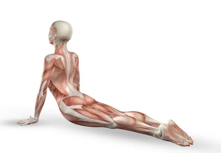 Anatomia mięśniowa w pozycji kobry. Widoczny mięsień pośladkowy średni, pracujący przy stabilizacji bioder.