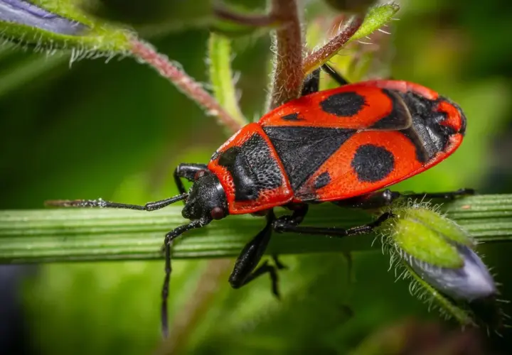 Insetto rosso e nero con lunghe antenne, posato su un filo d'erba verde.