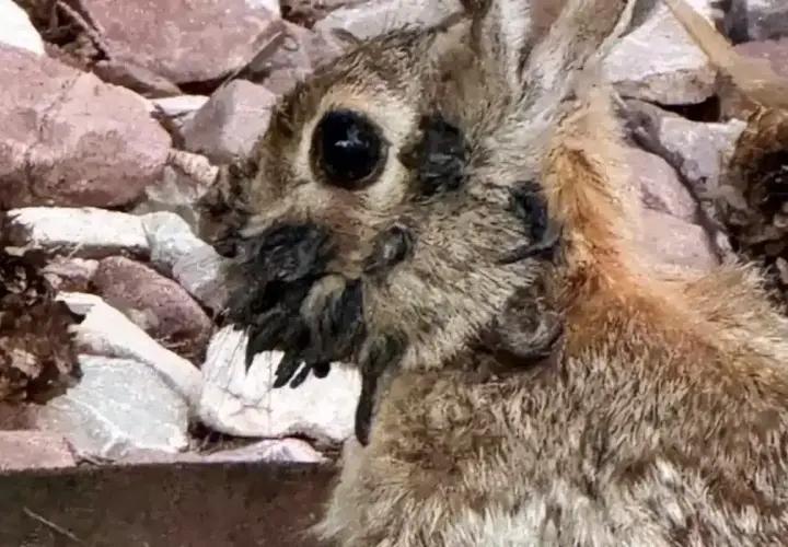 Primer plano de un conejo con la cara cubierta de pulgas.