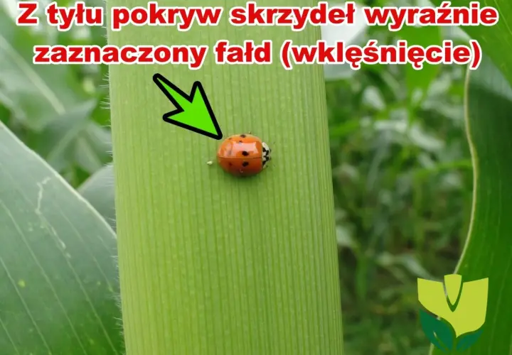 Biedronka azjatycka z charakterystycznym wklęśnięciem na pokrywach skrzydeł, siedząca na zielonym liściu kukurydzy.