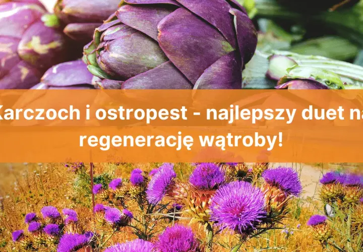 Karczoch czy ostropest – co naprawdę lepiej wspiera zdrowie wątroby?