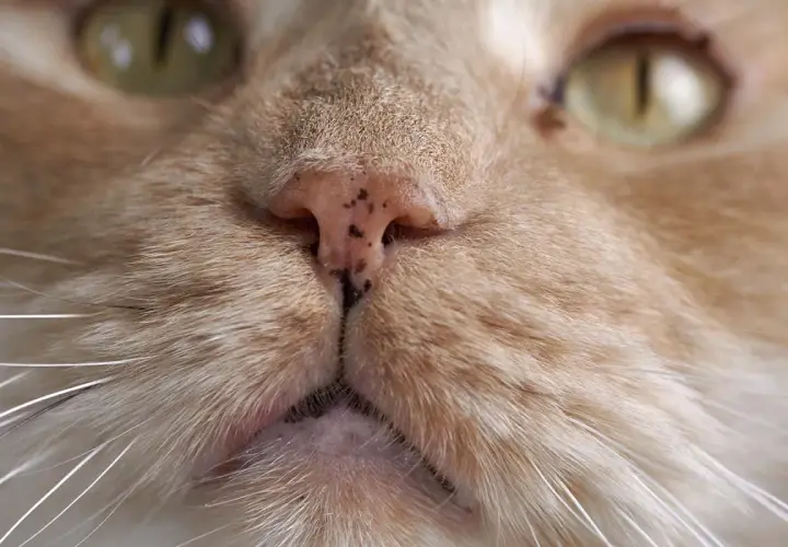 Nahaufnahme einer getigerten Katze mit einer leicht verkrusteten Nase.