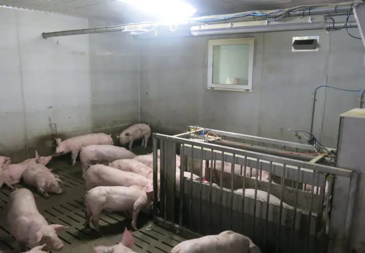 Des porcelets roses dans un enclos intérieur, prêts pour leur vermifuge porc plein air.