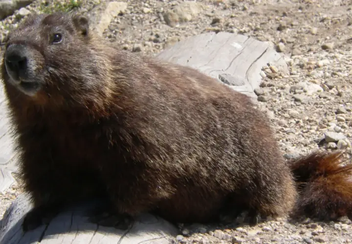 Marmota peluda sentada en un tronco. ¿Cuánto duerme una marmota? ¡Mucho!