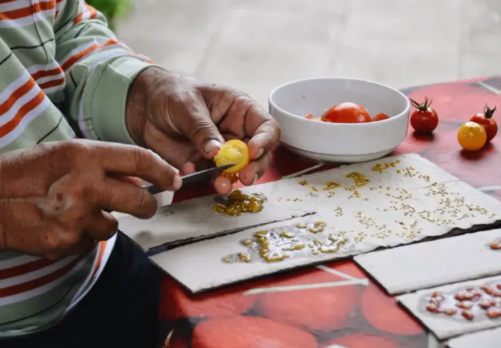 Mains habiles séparant les graines de tomates pour les faire sécher. Un geste patient pour la prochaine récolte.