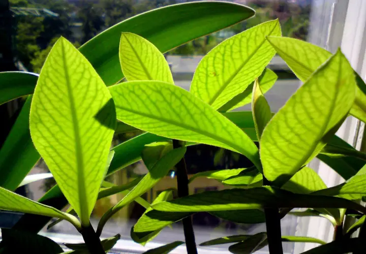 Jasnozielone liście Euphorbia trigona z widocznymi żyłkami, oświetlone słońcem, tworzą ciekawe cienie.