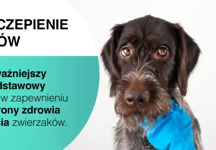 Szczepienia psa to klucz do jego zdrowia. Na zdjęciu pies przygotowany do zastrzyku, symbolizującego ochronę.