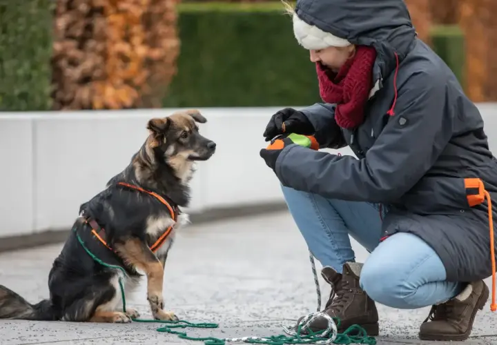 Ein entspannter Hund sitzt aufmerksam vor einer Frau, die ihm ein Spielzeug anbietet.