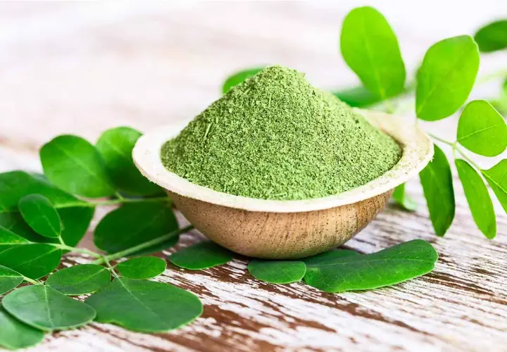 Polvere verde brillante di moringa oleifera in una ciotola, circondata da foglie fresche.