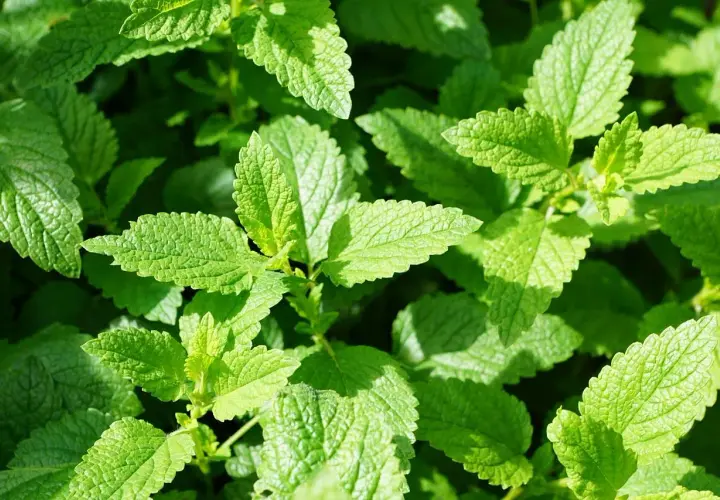 Feuilles vertes et texturées de menthe poivrée, évoquant ses nombreux bienfaits pour la santé et le bien-être.