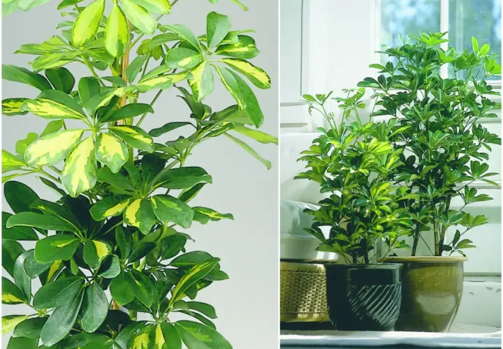 Schefflera variegata, popularne kwiaty doniczkowe, zielone liściaste rośliny o żółtych przebarwieniach.