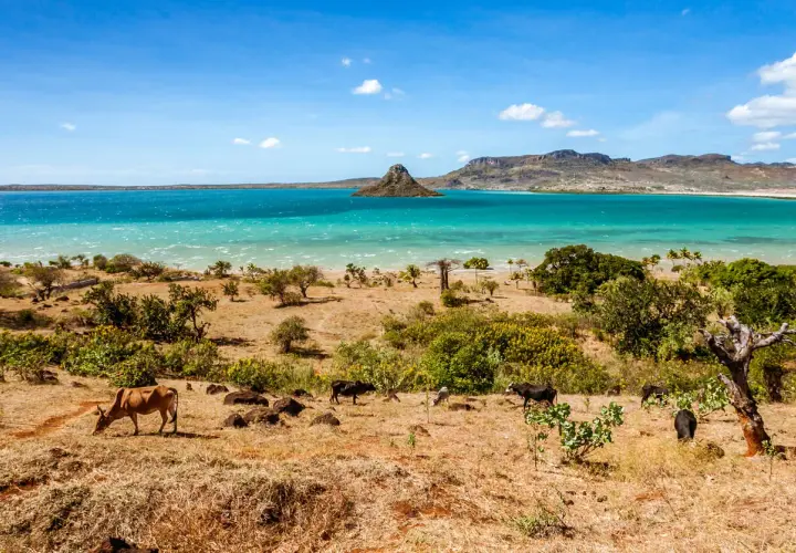 Krajobraz Madagaskaru z krowami na pierwszym planie i turkusową wodą w tle. Idealny czas, by odwiedzić Madagaskar, to pora sucha, od kwietnia do października.