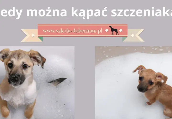 Kiedy kąpać szczeniaka? Pierwsza kąpiel krok po kroku