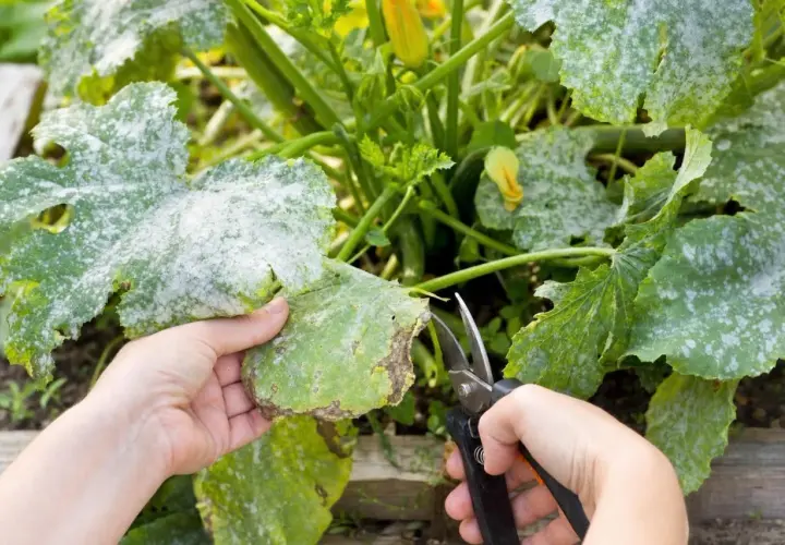 Main d'un jardinier coupant une feuille de courgette atteinte d'oidium. La poudre blanche couvre les feuilles, signe d'une maladie.