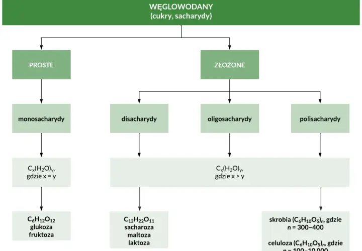 Schemat klasyfikacji węglowodanów: proste (monosacharydy, np. glukoza) i złożone (disacharydy, oligosacharydy, polisacharydy, np. skrobia).