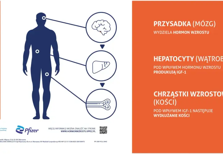 Schemat pokazuje, jak pobudzić hormon wzrostu: przysadka mózgowa wydziela hormon, który stymuluje wątrobę do produkcji IGF-1, a ten z kolei wpływa na chrząstki wzrostowe kości.