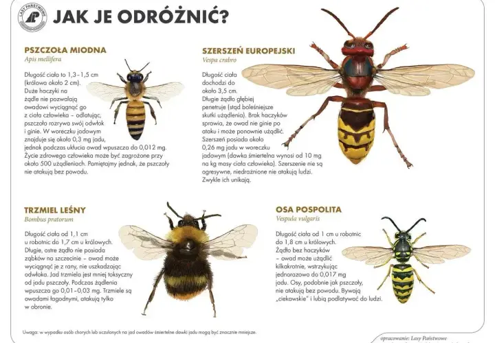 Jak pozbyć się pszczół? Poradnik rozróżnia pszczołę miodną, szerszenia, trzmiela i osę. Unikaj agresywnych owadów.