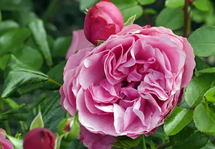 Eine zarte rosa Rose blüht, umgeben von Knospen und grünen Blättern. Perfekt, um zu wissen, wann Rosen pflanzen.