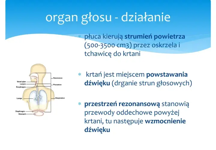 Schemat układu oddechowego i głosowego. Płuca kierują powietrze do krtani, gdzie powstaje dźwięk. Przestrzeń rezonansowa wzmacnia dźwięk, spełniając warunek rezonansu.