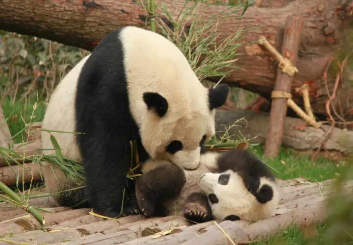 Co to jest panda? Dwie pandy, duża i mała, przytulają się na drewnianej platformie wśród bambusów.