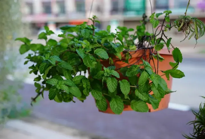Jak przycinać miętę w doniczce, aby uniknąć jej osłabienia?