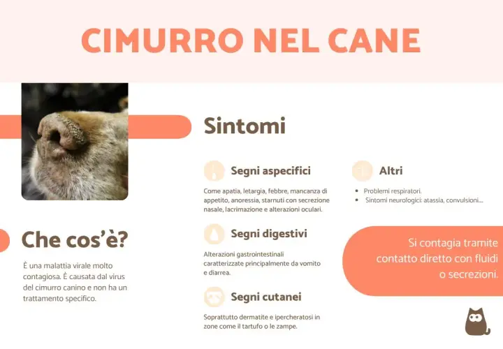 Immagine sul cimurro nel cane: sintomi come apatia, febbre, problemi respiratori e cutanei. Si contagia tramite fluidi.