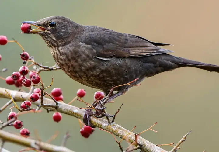 Eine Amsel mit Beeren im Schnabel. Hoffentlich ist sie nicht krank und findet genug Nahrung.