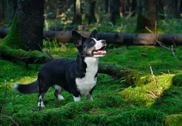 Czarny corgi cardigan z białym krawatem w lesie, otoczony mchem i powalonymi drzewami.