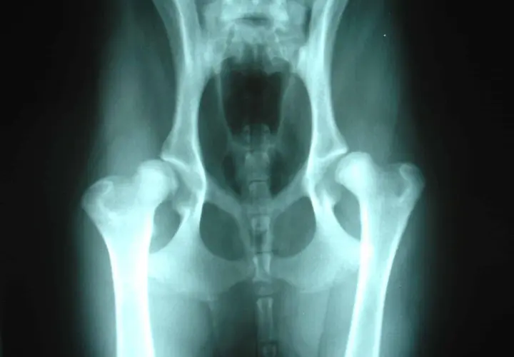 Radiografía de cadera de perro mostrando signos de displasia de cadera. Las articulaciones de la cadera no encajan correctamente, lo que puede causar dolor y cojera.