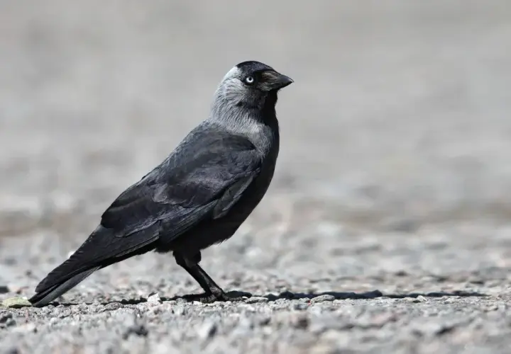 Ein schwarzer dole vogel mit hellblauen Augen steht auf steinigem Boden.
