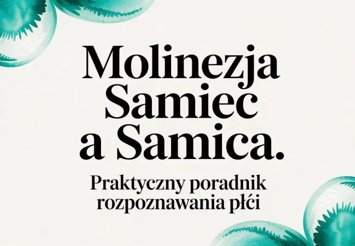 Molinezje samiec a samica. Praktyczny poradnik rozpoznawania płci. Woda w akwarium mieni się odcieniem turkusu, jak piękne molinezje kolory.