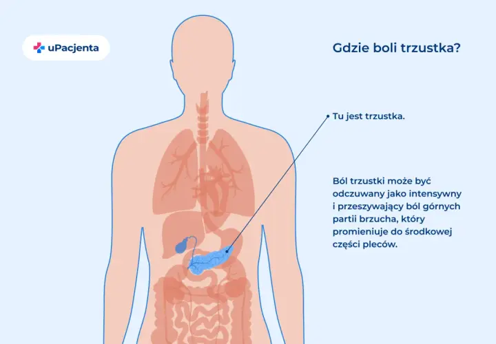 Ilustracja anatomiczna przedstawiająca lokalizację trzustki w ludzkim ciele.