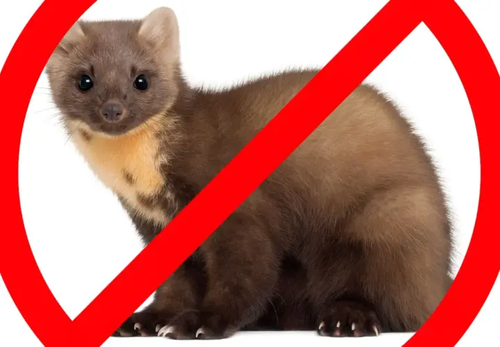 Symbol zakazu na wizerunku kuny. Dowiedz się, jak pozbyć się kuny z domu i ogrodu.