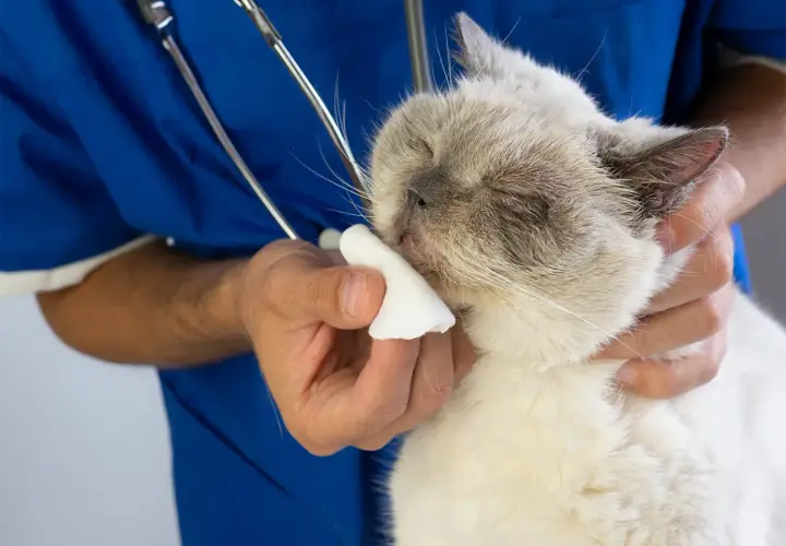 Wet nose of a cat being cleaned by a vet. The question of ile trwa koci katar jest ważna dla właścicieli.
