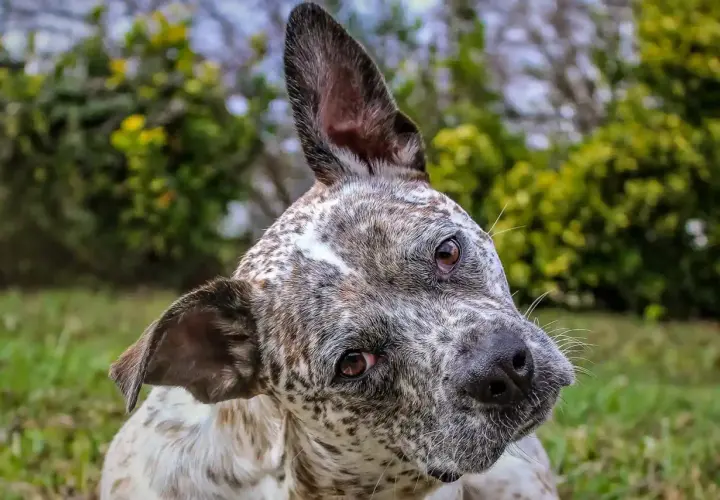 Un perro con manchas blancas y marrones gira la cabeza, con una oreja levantada, como si escuchara un sonido interesante.