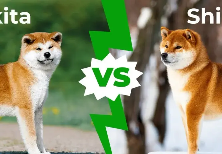 Akita Inu czy Shiba Inu? Który pies pasuje do Ciebie?