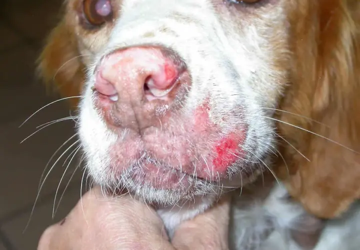 Primo piano del muso di un cane con lesioni cutanee rosse e infiammate, sintomo che la leishmaniosi è contagiosa da cane a cane.