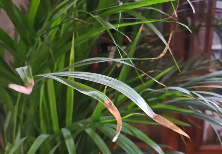 Calathea zasychanie brzegów liści. Brązowe końcówki liści wskazują na problem z wilgotnością lub podlewaniem.