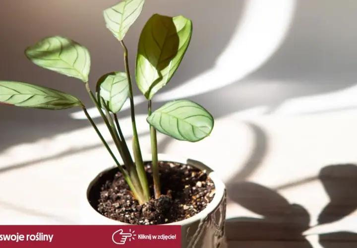 Delikatny kwiat calathea w ceramicznej doniczce, oświetlony słońcem. Liście z wyraźnym wzorem, rzucające cień.