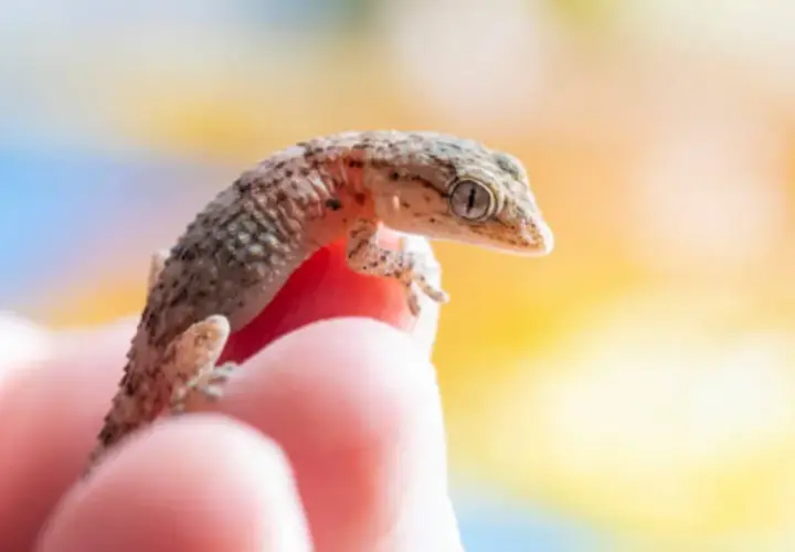 Pequeña salamanquesa en un dedo, curiosa por saber cuanto vive una salamanquesa.
