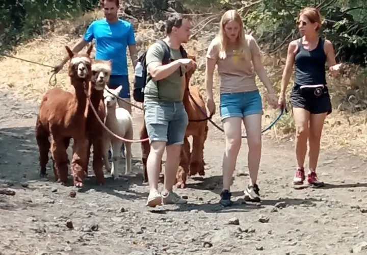 Passeggiata con alpaca vicino all'Etna. Un gruppo di persone guida dolci alpaca su un sentiero roccioso.