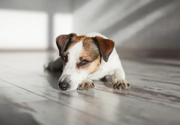 Jack Russell terrier odpoczywa na drewnianej podłodze, jego oczy patrzą w dal. Może to być moment zadumy przed kolejną wizytą u weterynarza, ale teraz jest czas na relaks. #diarvet