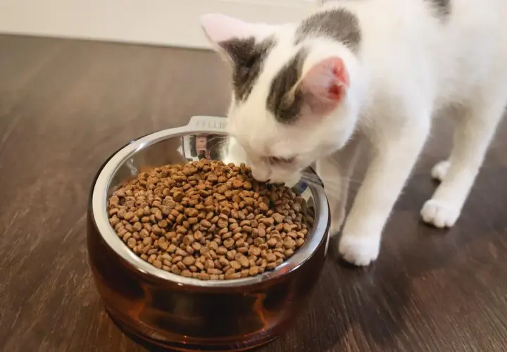 Gatito blanco y gris olfateando una tabla de alimento para gatos en un cuenco metálico.