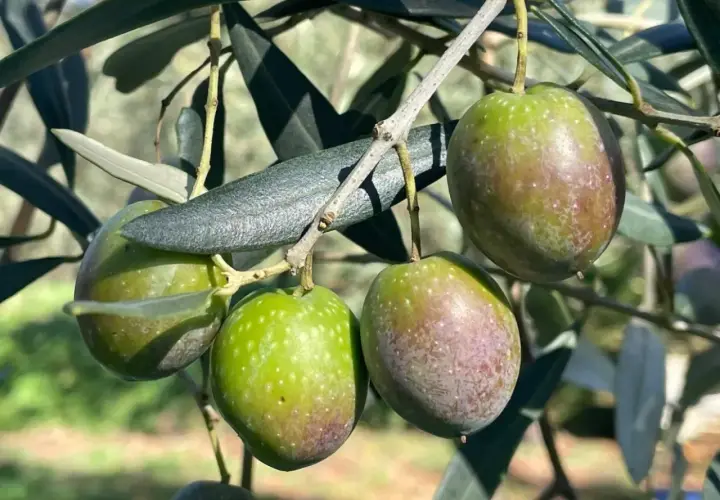 Olive verdi e violacee su ramo, pronte per il calendario concimazione fogliare olivo.