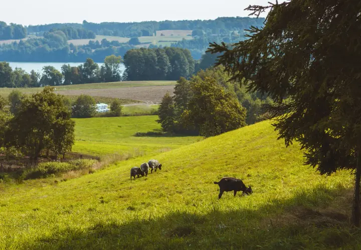 Krajobraz Kaszubskiego Parku Krajobrazowego: zielone wzgórza, jezioro, lasy i pasące się owce. Idealne miejsce, by odpocząć i podziwiać przyrodę.