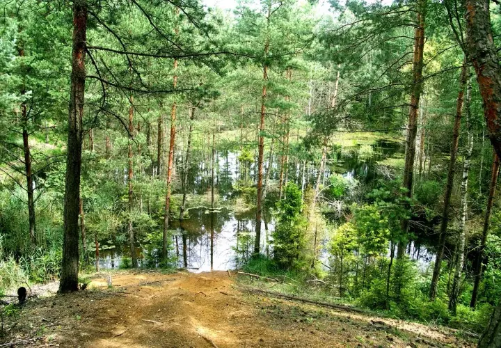 Leśne jezioro, dawna kopalnia bibiela, otoczone sosnami i zielenią. Woda odbija drzewa, tworząc malowniczy krajobraz.