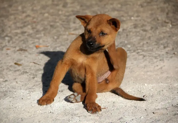 Cucciolo marrone si gratta, forse per le pulci dei cani.