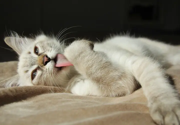 Gato blanco con lengua rosada lamiendo su pata. Mi gato se lame mucho, es un ritual de limpieza.